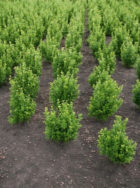 Japanische Stechpalme Ilex crenata 'Caroline Upright', 50-60 cm mit Ballen, aufrecht wachsender, dichter grüner Strauch in Reihe gepflanzt.