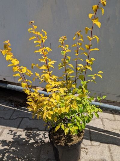 Pracht-Spiere 'Gold Fountain' / Gelbe Pracht-Spiere / Pracht-Spiere 'Gold Fountain' / Gelbe Pracht-Spiere