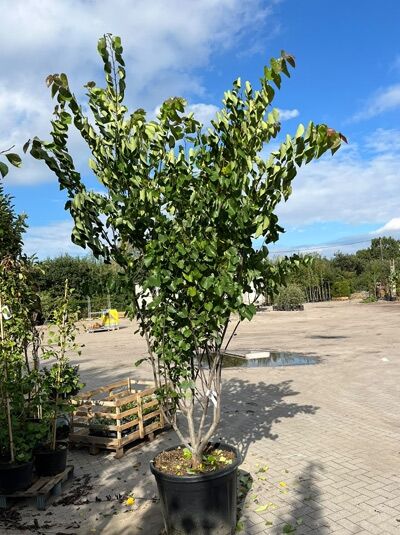 Kanadischer Judasbaum 'Pink Pom Poms' - Cercis canadensis 'Pink Pom Poms'
