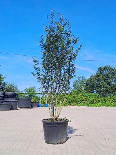 Eisenholzbaum 'Vanessa' 250-300 cm mehrstämmig / Parrotia persica 'Vanessa' (1577189)