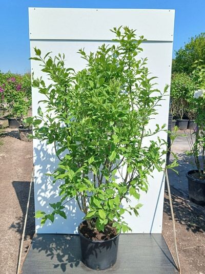 Flieder 'Agnes Smith' - Syringa josiflexa 'Agnes Smith'