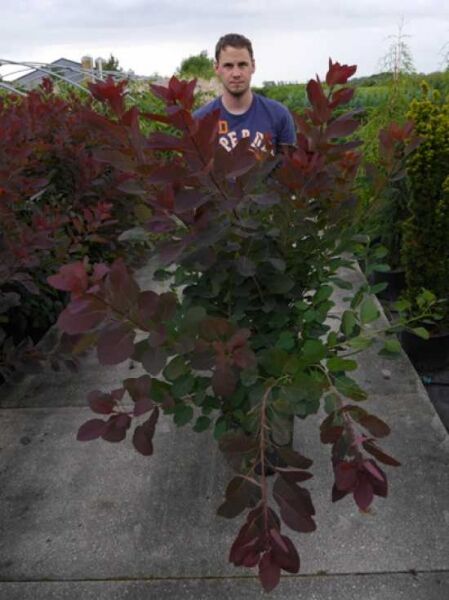 Cotinus coggygria 'Grace' (Perückenstrauch) 125-150 cm C20, Strauch im Container mit rötlich-violettem Laub.
