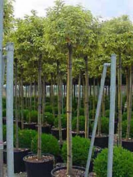 Elaeagnus ebbingei 'Limelight' / Wintergrüne Ölweide 'Limelight' als Hochstamm im Topf, mit rundlicher, dicht belaubter Krone.