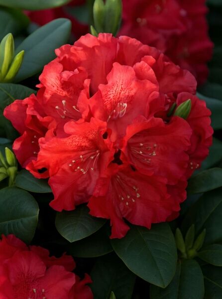 Rhododendron Hybride 'Lava' (Rhododendron 'Lava') mit roten Blüten in Büscheln und dunkelgrünem, ledrigem Laub