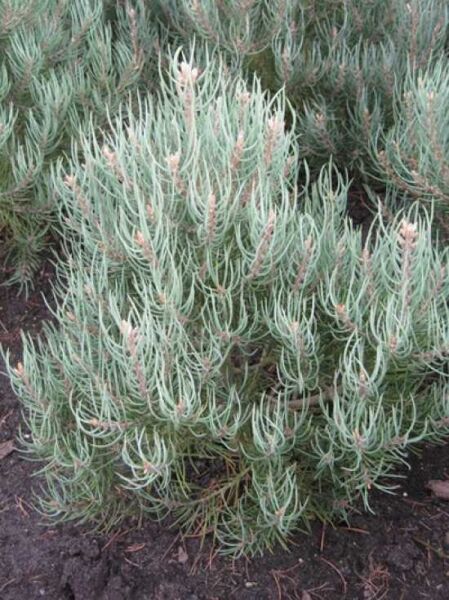 Pinus monophylla / Einnadelige Kiefer 40–50 cm m. B., kompakter Nadelstrauch mit blaugrünen Nadeln und hellen Triebspitzen