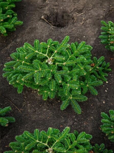 Blaugraue Algiertanne (Abies numidica 'Glauca') 50–60 cm m. B., junge Tanne mit flach ausgebreiteten, grünen Nadeltrieben.