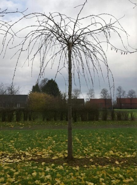 Prunus serrulata 'Kiku-Shidare', hängende Nelken-Kirsche, Hochstamm 35-40 StU mit Drahtballen, kahler Kronenaufbau mit Hängeästen