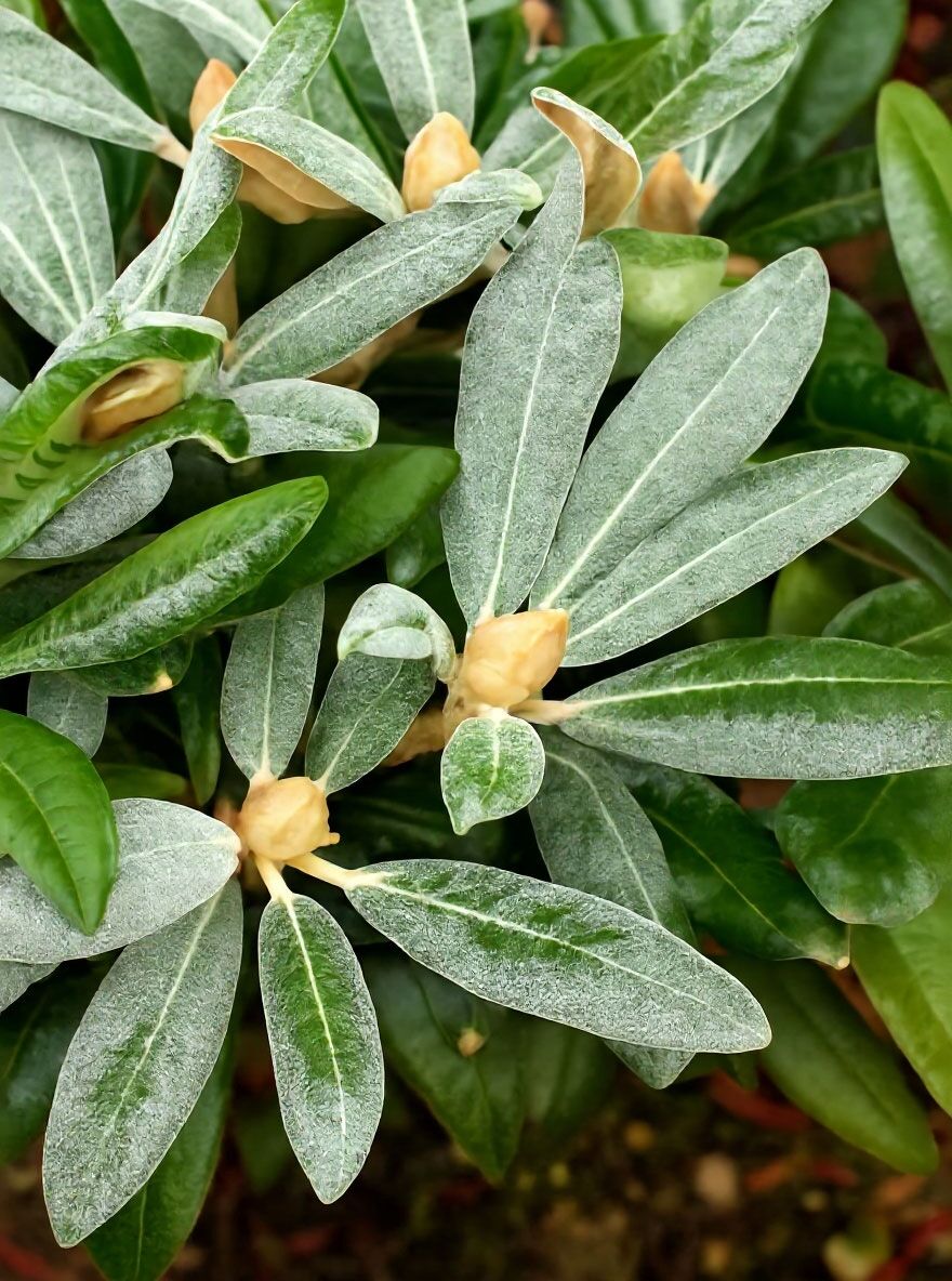zamia zimmerpflanze ZZ-Pflanze main image 0