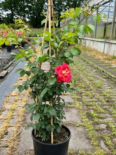 Rosa 'Bajazzo' / Kletterrose 'Bajazzo' C5 im Topf am Bambusstützstab, mit grünem Laub und pinkfarbener Blüte