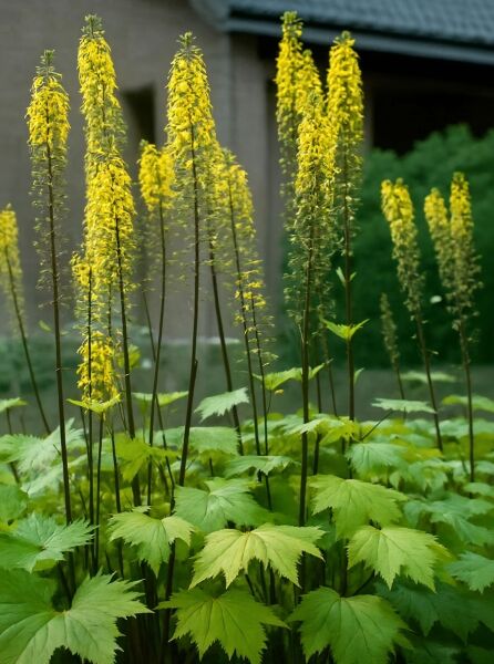 Ligularia przewalskii 'The Rocket' / Przewalski Kerzen-Goldkolben 'The Rocket' mit gelben, kerzenförmigen Blütenständen