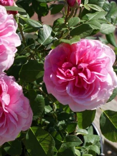Englische Rose 'Gertrude Jekyll' / Rosa 'Gertrude Jekyll ®'