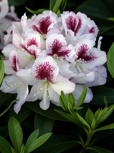 Rhododendron Hybride 'Ursula' (Rhododendron 'Ursula') mit weißen Blüten und purpurfarbener Zeichnung, dunkelgrünes Laub