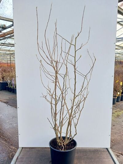 Große Stern-Magnolie 'Merrill' / Magnolia loebneri 'Merrill'