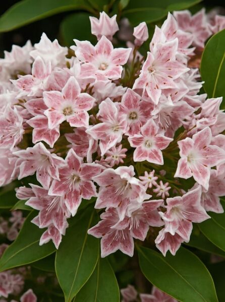 Kalmia latifolia 'Meteor' (Lorbeerrose/Berglorbeer 'Meteor') mit rosa-weißen, sternförmigen Blüten und immergrünen Blättern