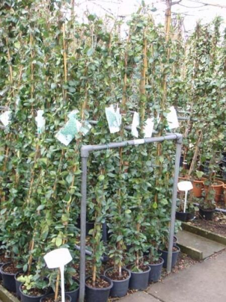 Trachelospermum jasminoides / Sternjasmin