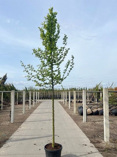 Hainbuche / Weißbuche - Carpinus betulus