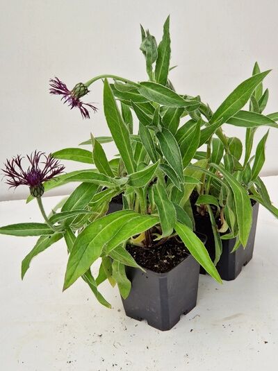 Garten-Flockenblume 'Jordy'® (Centaurea montana 'Jordy'®) im P9-Topf mit grünen Blättern und violetten Blütenknospen