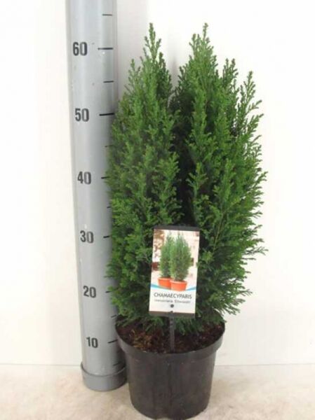 Chamaecyparis lawsoniana 'Ellwoodii', Blaue Kegelzypresse, im Topf (C3), 40–50 cm, kompakt kegelförmiger Wuchs mit blaugrünem Nadelkleid