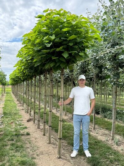 Catalpa bignonioides 'Nana' / Kugel-Trompetenbaum, 225 cm Stamm 14–16 StU, Baum mit kugelförmiger Krone im Feldbestand