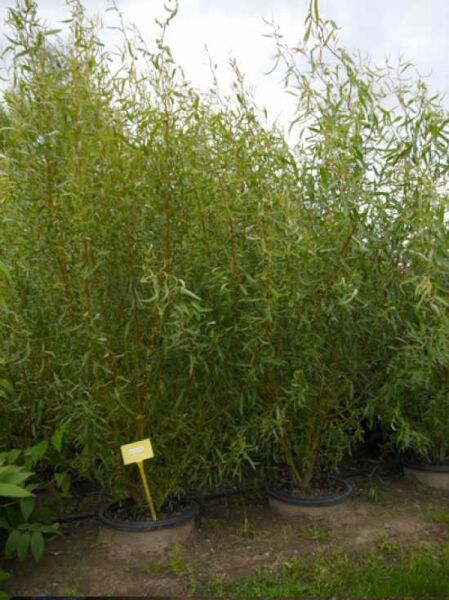 Salix babylonica 'Tortuosa' / Korkenzieherweide / Zickzack-Weide