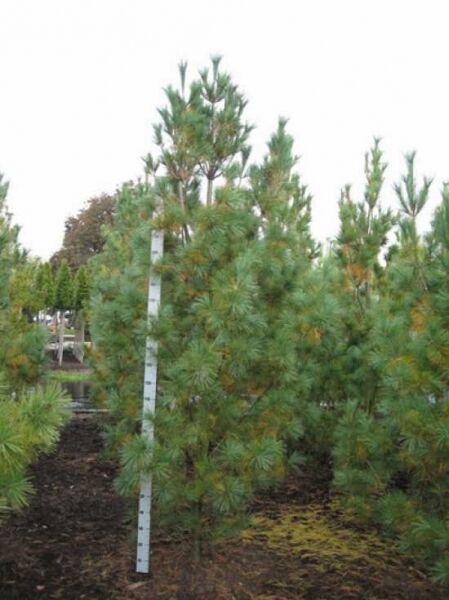 Pinus strobus 'Fastigiata' (Säulen-Weymouths-Kiefer), Solitär 250–300 cm mit Ballen, aufrecht wachsender Nadelbaum in Baumschule