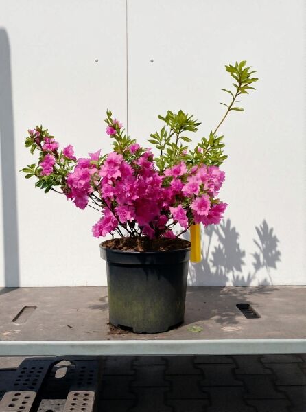 Japanische Azalee 'Fumiko' (Rhododendron obtusum 'Fumiko') im Topf C2, 20–25 cm, mit pinken Blüten und grünem Laub