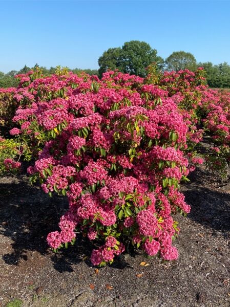 Kalmia latifolia 'Pink Charm' (Lorbeerrose/Berglorbeer) Solitär 120–140 cm, dichter Strauch mit pinken Blütenständen und grünem Laub