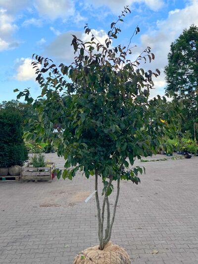 Eisenholzbaum 'Bella' 200-250 cm schirmförmig / Parrotia persica 'Bella' Schirmform (1577356)