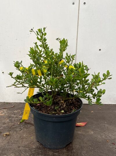 Säckelblume Ceanothus 'Concha' im schwarzen Pflanztopf, 30–40 cm, C3, grünes Laub mit verzweigten Trieben.