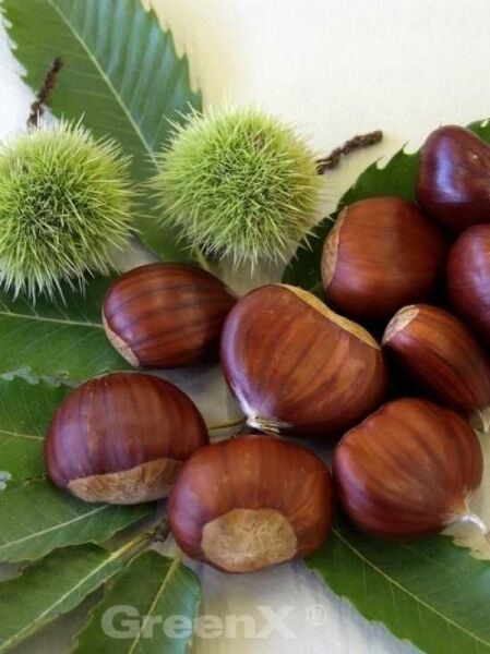 Castanea sativa 'Doree de Lyon' / Esskastanie 'Doree de Lyon'