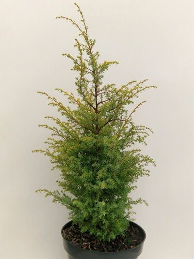 Goldener Heide-Wacholder / Juniperus communis 'Gold Cone'