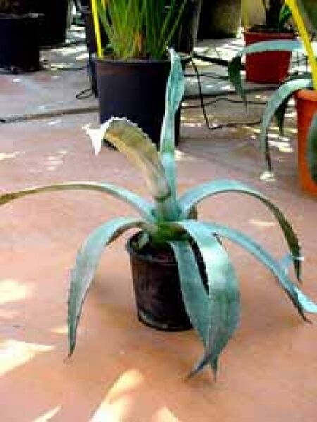 Amerikanische Agave / Amerikanische Agave