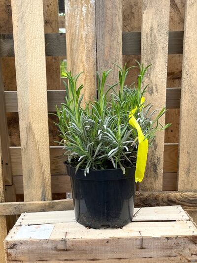 Lavandula angustifolia 'Arctic Snow' / Echter Lavendel 'Arctic Snow' C2 im Topf, kompakter Wuchs mit schmalen graugrünen Blättern