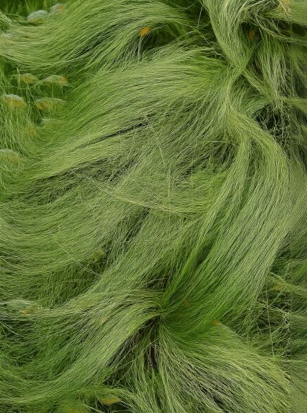 Frauenhaargras (Stipa tenuissima 'Ponytails' / Nassella tenuissima 'Ponytails') mit feinen, grünen, überhängenden Halmen in Büscheln