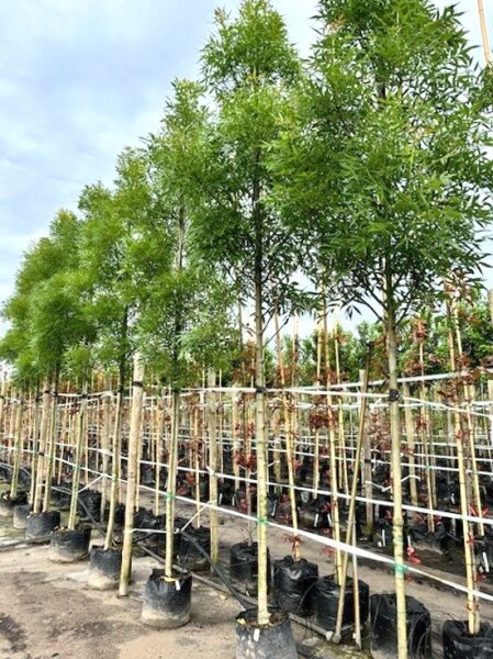 Purpur-Esche / Schmalblättrige Esche / Fraxinus angustifolia 'Raywood'