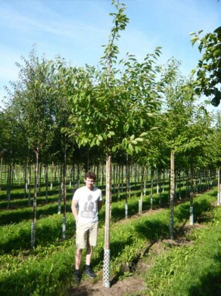 Prunus serrulata 'Taihaku' / Weiße Zierkirsche 'Taihaku', Hochstamm 18-20 StU, Baum mit geradem Stamm und grüner Krone