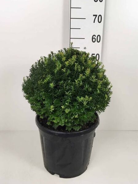 Taxus baccata 'Kugel' / Heimische Eibe 'Kugel' 35-40 cm C10, kugelig geschnittener immergrüner Strauch im Container