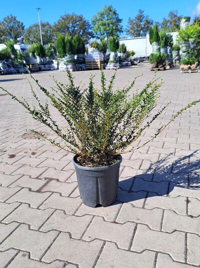 Cotoneaster horizontalis (Fächer-Zwergmispel) im C10-Topf, breit wachsender Strauch, 40–50 cm breit, mit verzweigten Trieben.