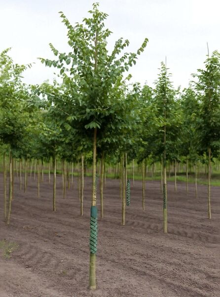 Zelkova serrata (Japanische Zelkove) Keakibaum Hochstamm 16-18 StU m. Db., Baum mit Stamm und grüner Krone in Baumschule