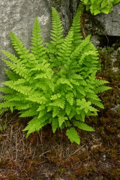 Wimpernfarn / Wimpernfarn