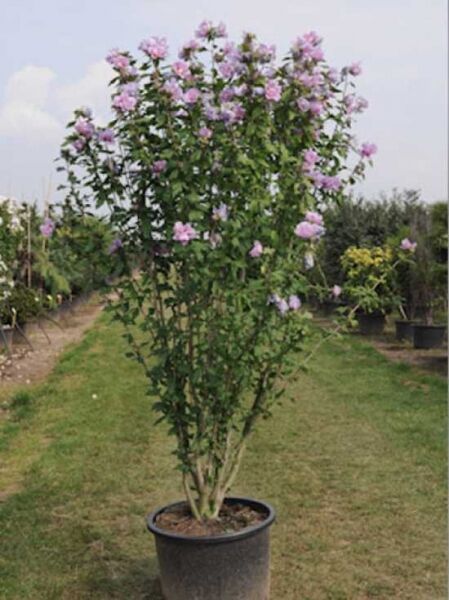 Garten-Eibisch 'Ardens' / Strauch-Eibisch 'Ardens' / Garten-Eibisch 'Ardens' / Strauch-Eibisch 'Ardens'