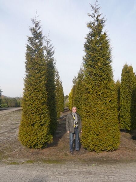 Lebensbaum &#039;Brabant&#039; / Thuja occidentalis &#039;Brabant&#039;
