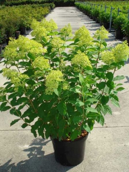Limonenfarbene Rispen-Hortensie 'Limelight ®'  / Limonenfarbene Rispen-Hortensie 'Limelight ®' 
