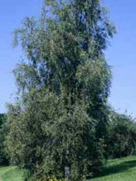 Betula pendula 'Laciniata' / Sand-Birke 'Laciniata'