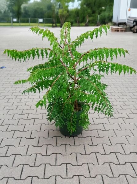 Rhus glabra 'Laciniata' / Geschlitzter Essigbaum 'Laciniata' 100-125 cm C12 im Container, grünes geschlitztes Laub