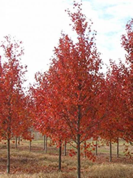 Feuer-Ahorn 'Jeffersred' / Acer freemanii 'Jeffersred'