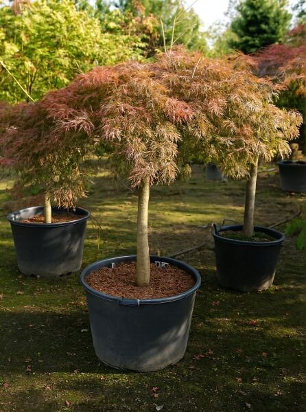 Fächer-Ahorn (Acer palmatum) 'Inaba shidare' auf Stamm, feines rotbraunes Laub, im Pflanzkübel, Stammhöhe ca. 80 cm.
