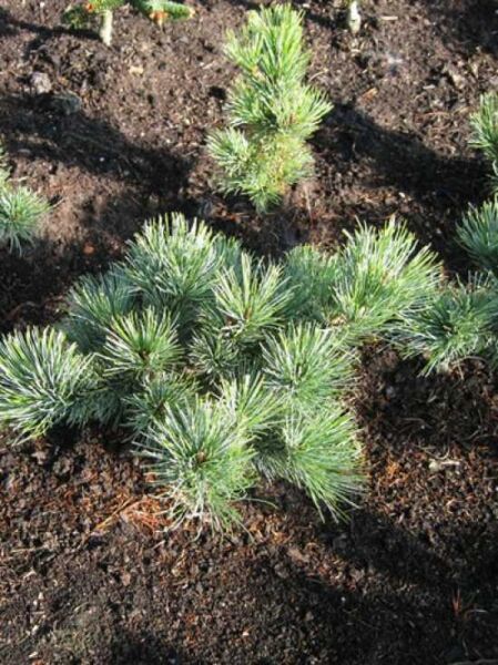 Pinus pumila 'Glauca' / Blaue Kriech-Kiefer