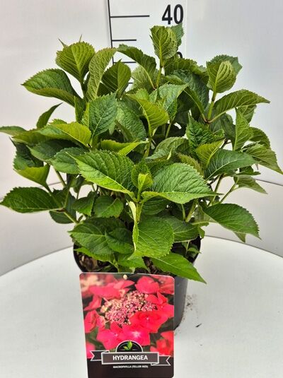 Teller-Hortensie Hydrangea macrophylla 'Rotkehlchen', grüner Blattstrauch im Pflanztopf mit Etikett, ca. 40 cm hoch