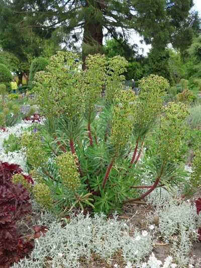 Mittelmeer-Wolfsmilch 'Black Pearl' - Euphorbia characias 'Black Pearl'